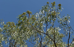 Corymbia polycarpa