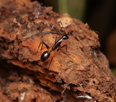 Camponotus dorycus