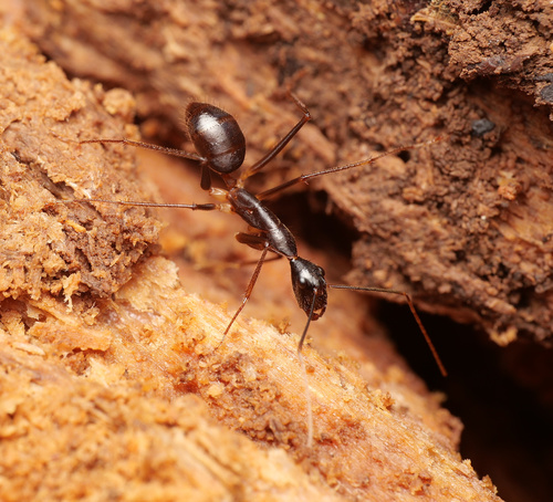 新几内亚弓背蚁Camponotus dorycus