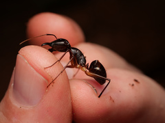 Camponotus dorycus