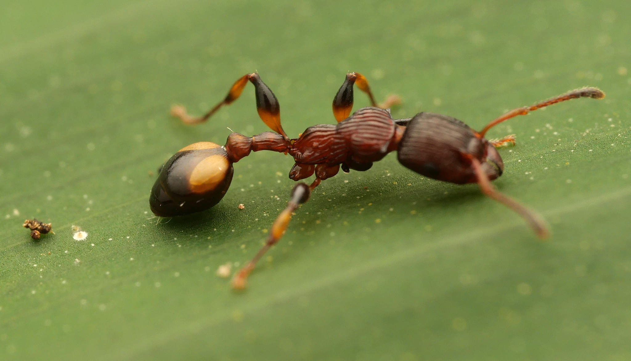 Podomyrma basalis