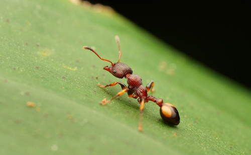 Podomyrma basalis