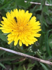 Lasioglossum