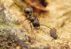 Myrmecina