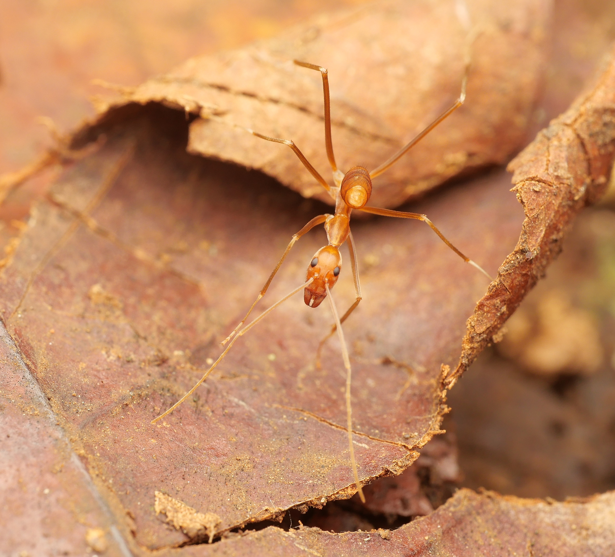 Leptomyrmex puberulus