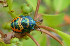 Calliphara