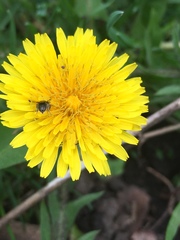 Lasioglossum