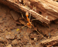Leptomyrmex puberulus