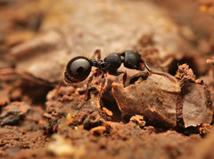 Myrmecina
