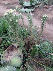 Pseudognaphalium viscosum