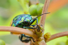 Calliphara