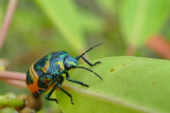 Calliphara