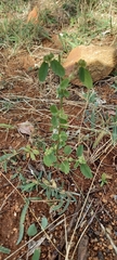 Hibiscus micranthus