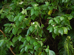Mussaenda philippica
