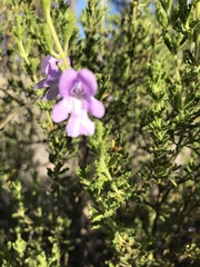 Prostanthera cryptandroides