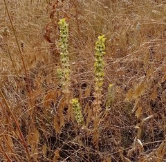Sideritis montana montana