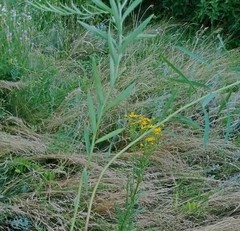 Linaria biebersteinii