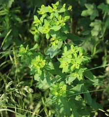 Euphorbia platyphyllos