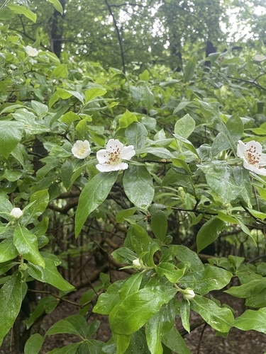 Mespilus germanica, photographed by an iNaturalist contributor