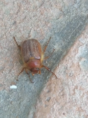 Holochelus