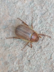 Holochelus