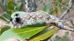 Borocera madagascariensis