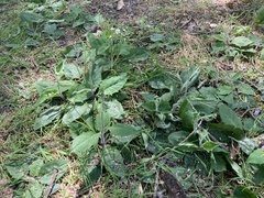 Hieracium