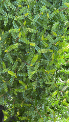 Magnoliopsida