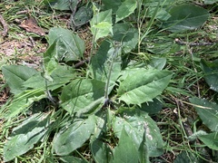 Hieracium