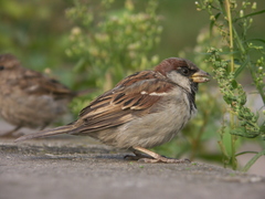 Passer domesticus