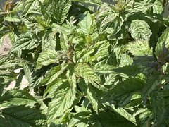 Eupatorium cannabinum