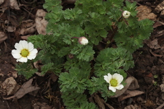 Callianthemum sajanense