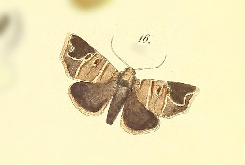 Closteromorpha reniplaga