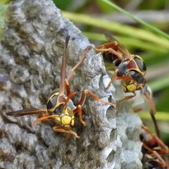 Polistes humilis synoecus