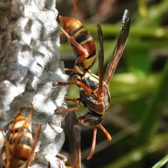 Polistes humilis synoecus