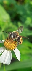 Megachile takaoensis