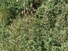 Sanguisorba minor balearica
