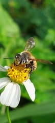 Megachile takaoensis