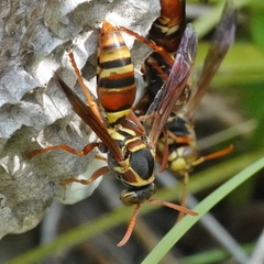 Polistes humilis synoecus