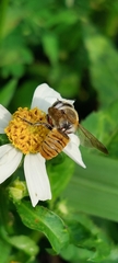 Megachile takaoensis