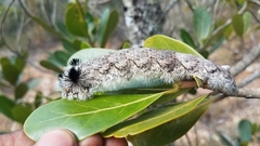 Borocera madagascariensis