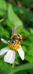 Megachile takaoensis