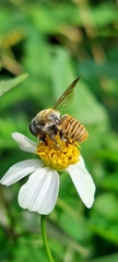 Megachile takaoensis