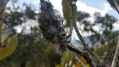 Borocera madagascariensis