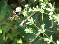 Dorycnium