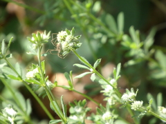 Dorycnium