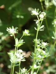 Dorycnium