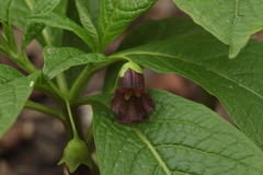 Scopolia caucasica