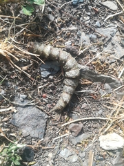 Catocala sponsa