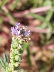 Verbena supina